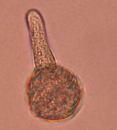 Pollenkorn 3