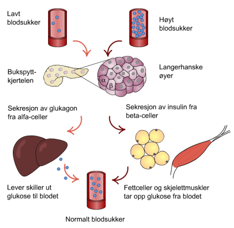 glukose i kroppen glukose i kroppen