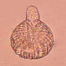 pollenkorn 2